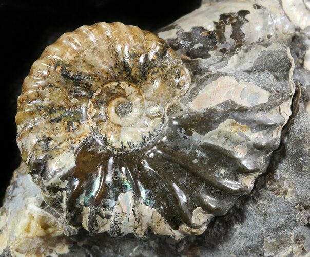 Hoploscaphites Ammonite - South Dakota #46871